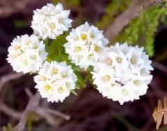 Lachnaea densiflora
