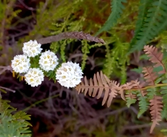Lachnaea densiflora