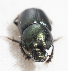 Onthophagus orpheus