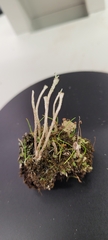 Cladonia verruculosa