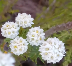 Lachnaea densiflora