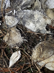 Canis lupus italicus