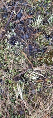 Cladonia verruculosa