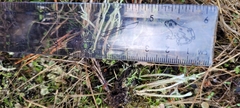 Cladonia verruculosa