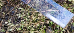 Cladonia verruculosa