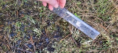 Cladonia verruculosa