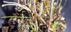 Cladonia verruculosa
