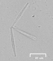 Actinastrum