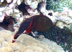 Cephalopholis urodeta