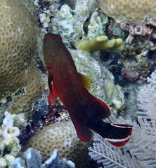 Cephalopholis urodeta