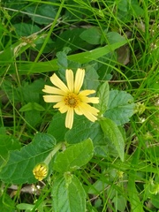 Sphagneticola brachycarpa