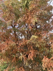 Metasequoia