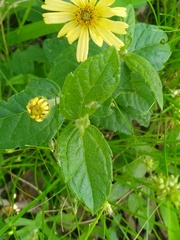 Sphagneticola brachycarpa