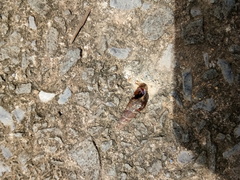 Melanoides tuberculata