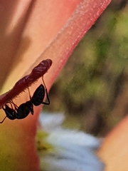 Camponotus niveosetosus