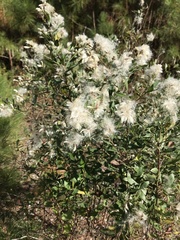 Baccharis halimifolia