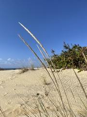 Ammophila breviligulata