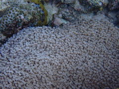 Goniopora