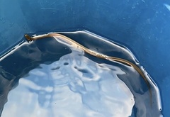 Lycodonomorphus rufulus