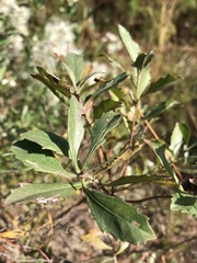 Baccharis halimifolia