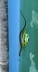 Lycodonomorphus rufulus