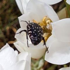 Oxythyrea marginalis