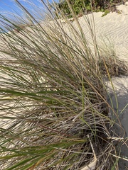 Ammophila breviligulata