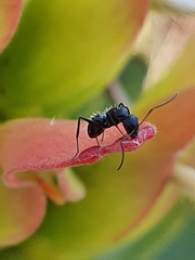 Camponotus niveosetosus