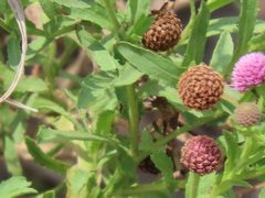 Sphaeranthus peduncularis