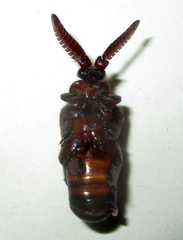 Cerapterus
