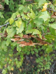Acer campestre