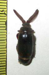 Cerapterus