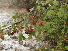 Acer campestre