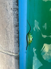 Lycodonomorphus rufulus