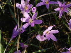Colchicum cupanii
