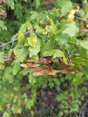 Acer campestre