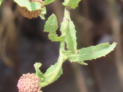 Sphaeranthus peduncularis