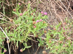 Sphaeranthus peduncularis