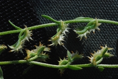 Pectocarya platycarpa