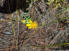 Hypericum myrtifolium