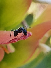 Camponotus niveosetosus