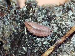 Trichoniscus pusillus