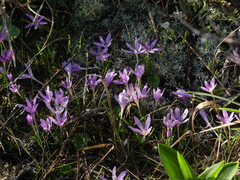 Colchicum cupanii