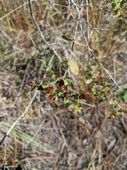 Hypericum myrtifolium