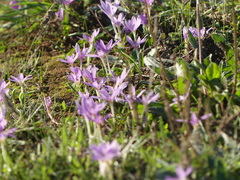 Colchicum cupanii