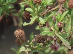 Sphaeranthus peduncularis