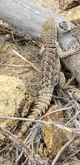 Oplurus cyclurus