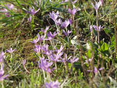 Colchicum cupanii