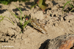 Schistocerca pallens