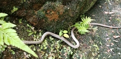 Ithycyphus